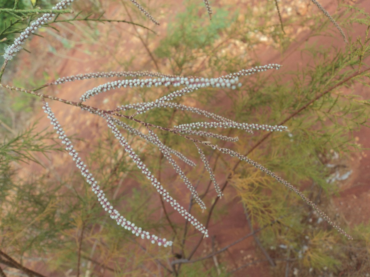 Tamarix indica Willd.